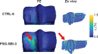Ex vivo-measured and FE-predicted surface strain for the condyles CTRL-6 and PSG-SBI-3.