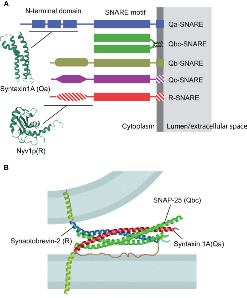 Figure 2.