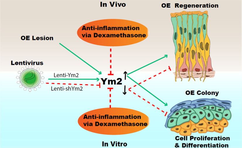 Figure 14.