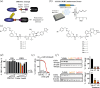 Development of compounds that result in effective depletion of CRY1 and CRY2.