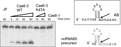 Figure 6.