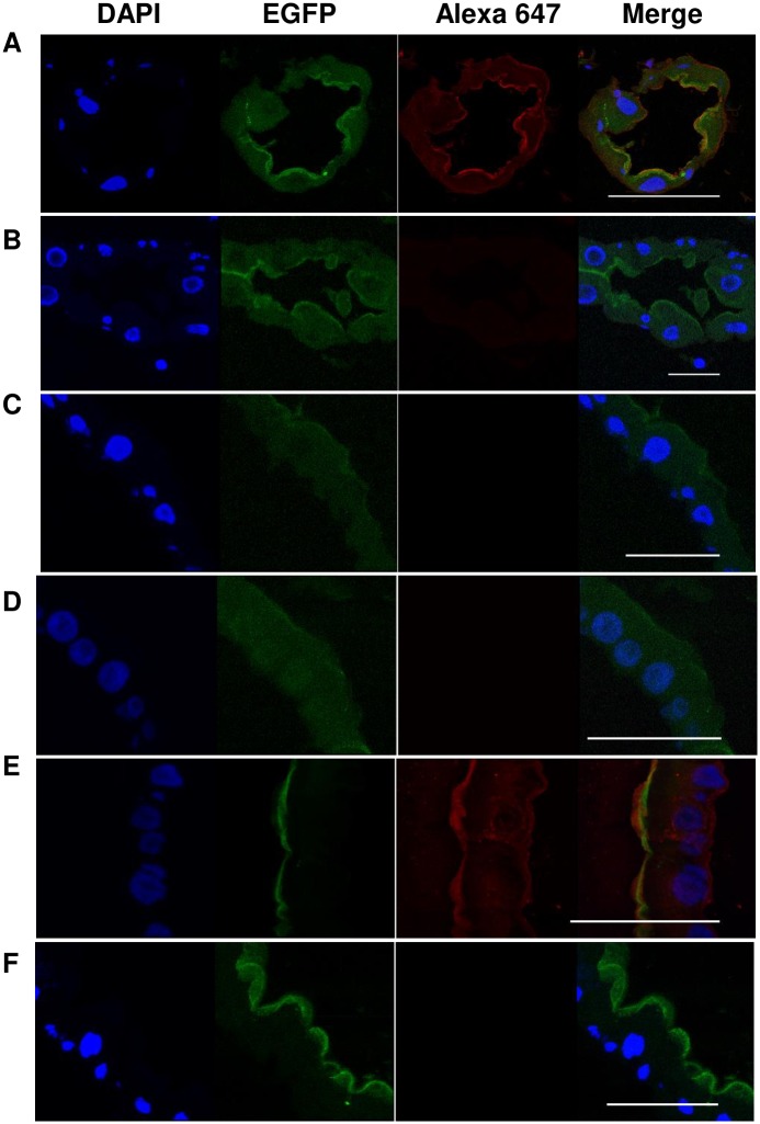 Fig 6