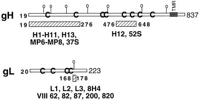 FIG. 7