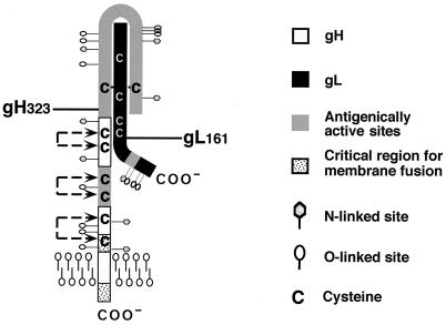 FIG. 12