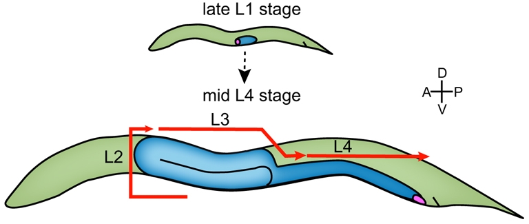 Fig. 1.