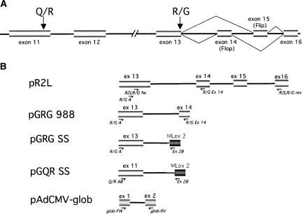 FIGURE 1.