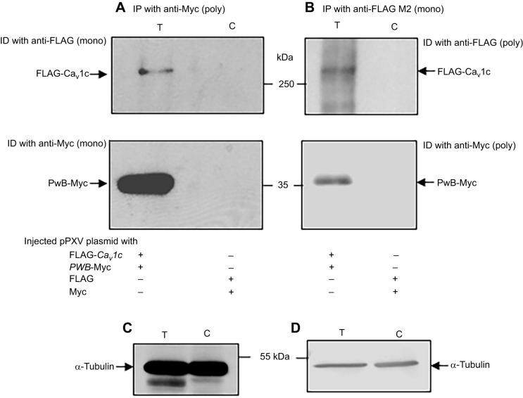 Fig. 8.