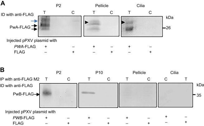 Fig. 7.