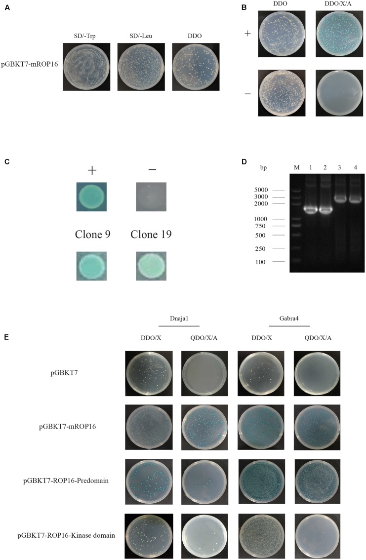 FIGURE 2