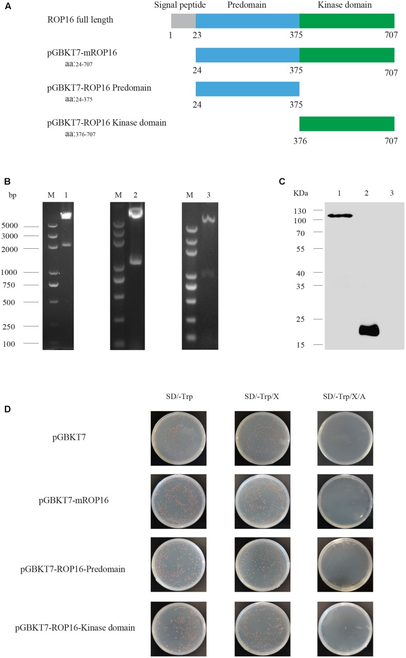 FIGURE 1