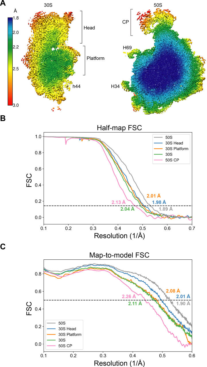 Figure 1—figure supplement 3.