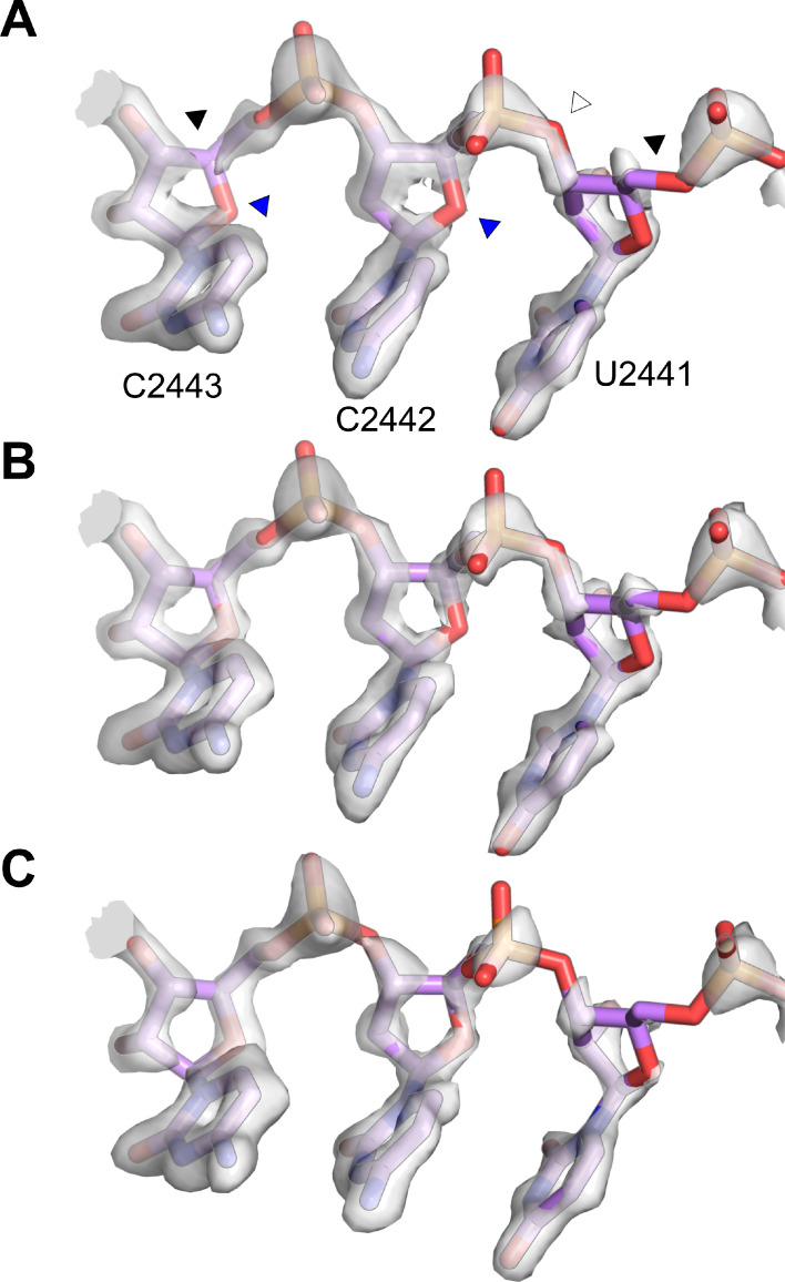 Figure 1—figure supplement 7.