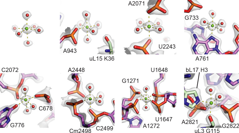 Figure 1—figure supplement 4.