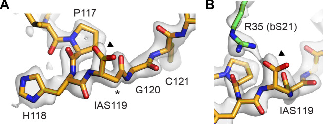 Figure 4—figure supplement 1.