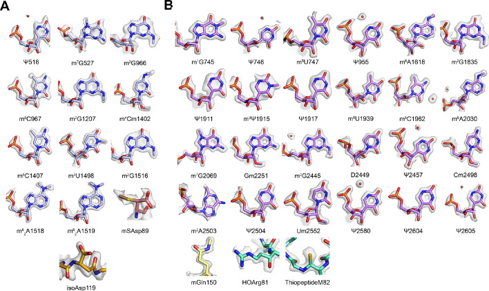 Figure 1—figure supplement 5.