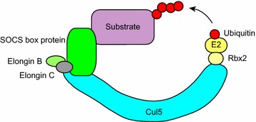 Fig. 2