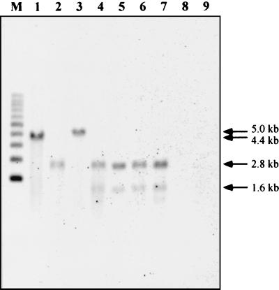 FIG. 7