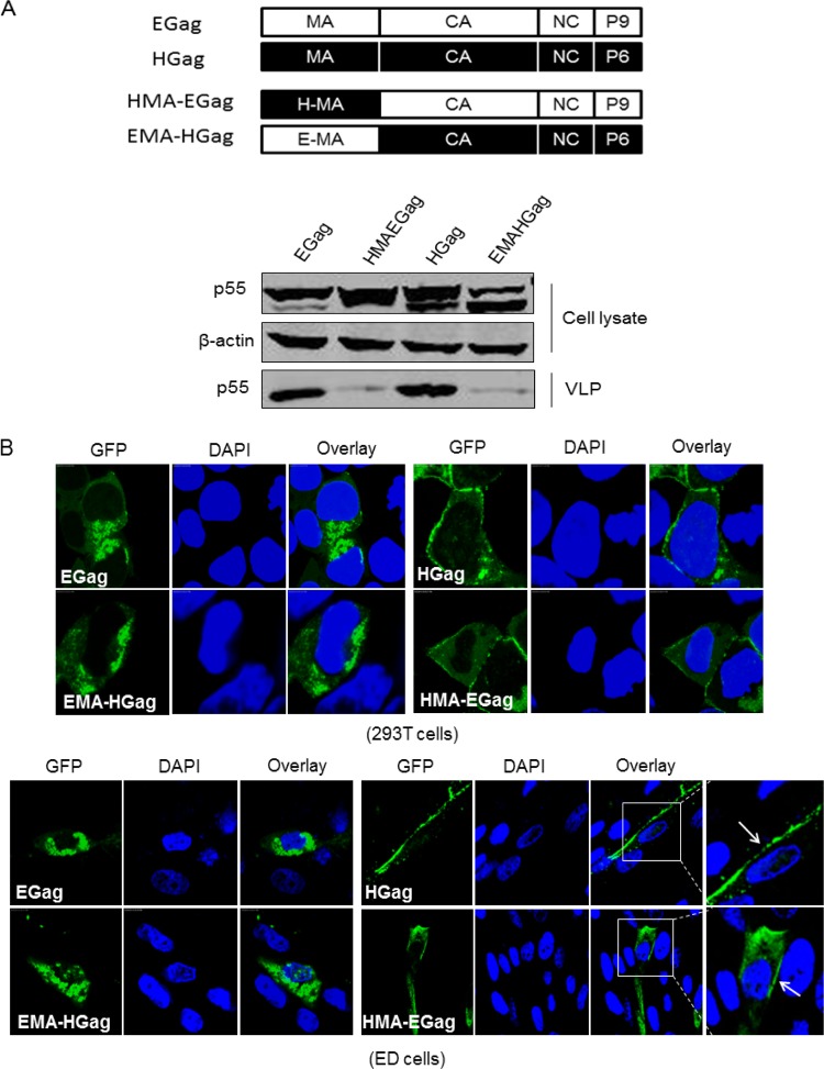 FIG 3