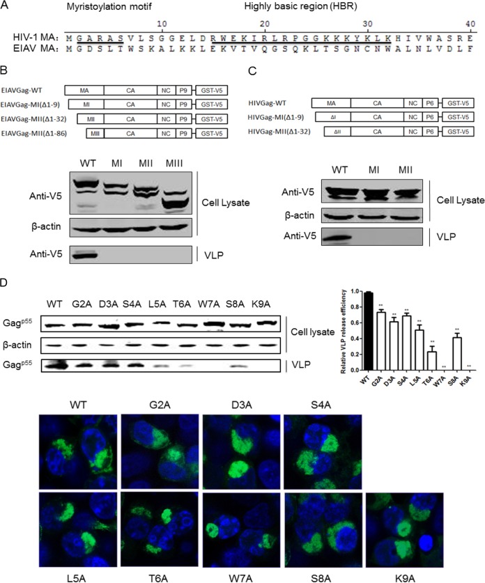 FIG 2