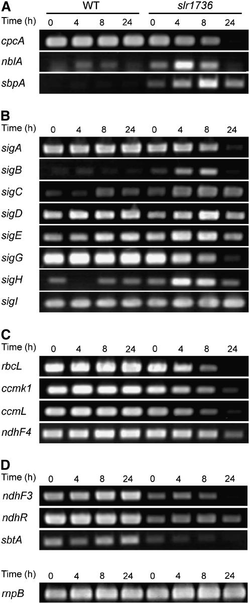 Figure 7.