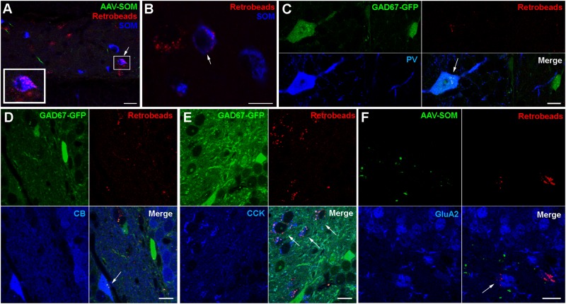 FIGURE 3