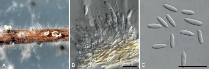 Fig. 5.