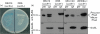 Fig. 3.