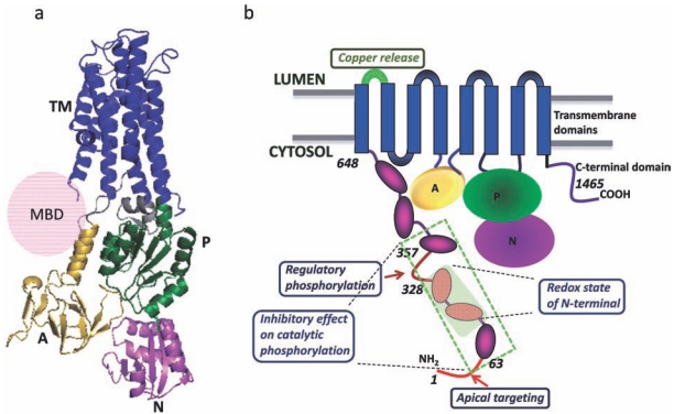 Fig. (1)