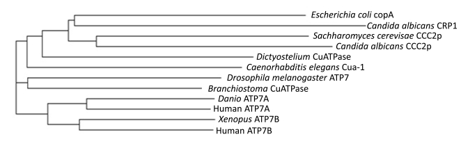 Fig. (2)