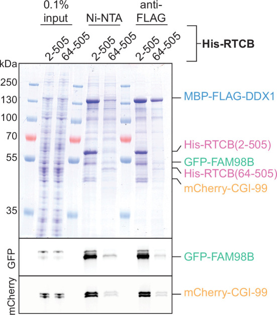 Figure 6—figure supplement 2.