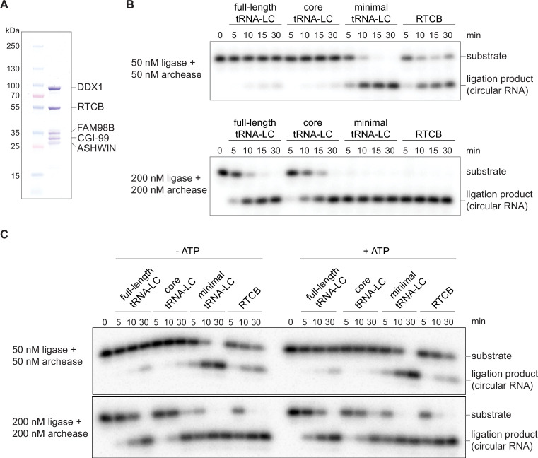 Figure 1—figure supplement 1.