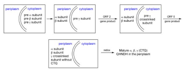 Scheme 6