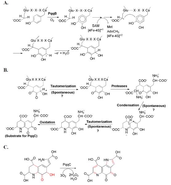 Scheme 2