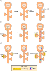 Persistence and associativity of plasticity require STC mechanisms.