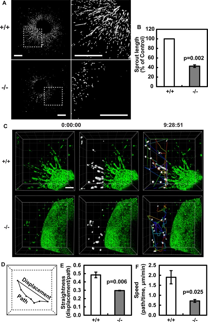 FIGURE 5: