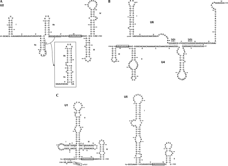 FIGURE 1.