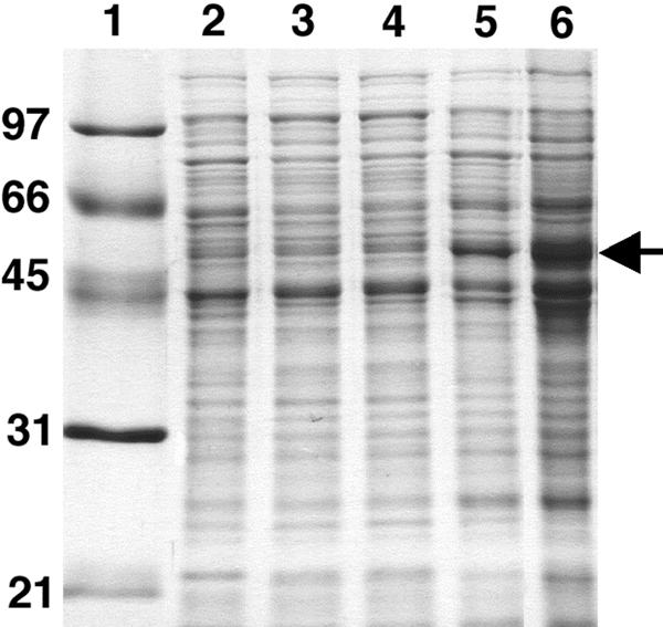 FIG. 4.