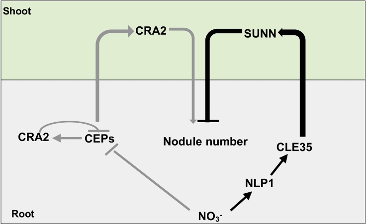 Figure 7