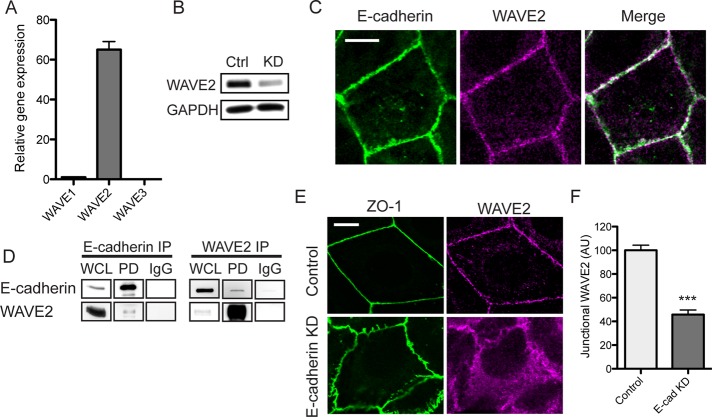 FIGURE 1: