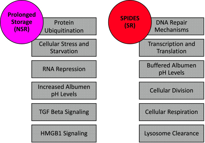 Fig. 11