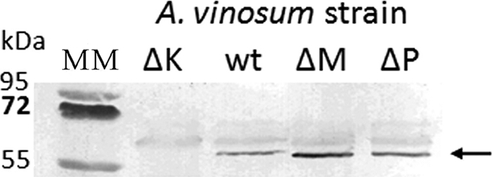 FIG. 6.