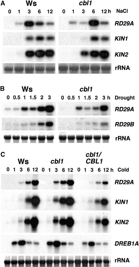 Figure 7.