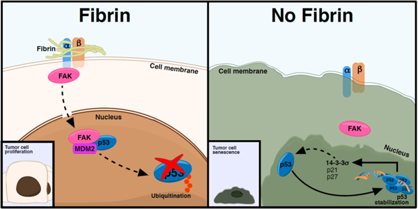 Figure 7: