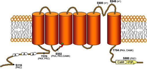 Physiology and Pharmacology of the Vanilloid Receptor - PMC