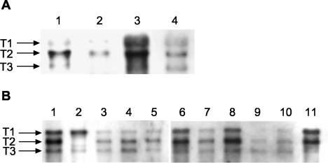 FIG. 3.