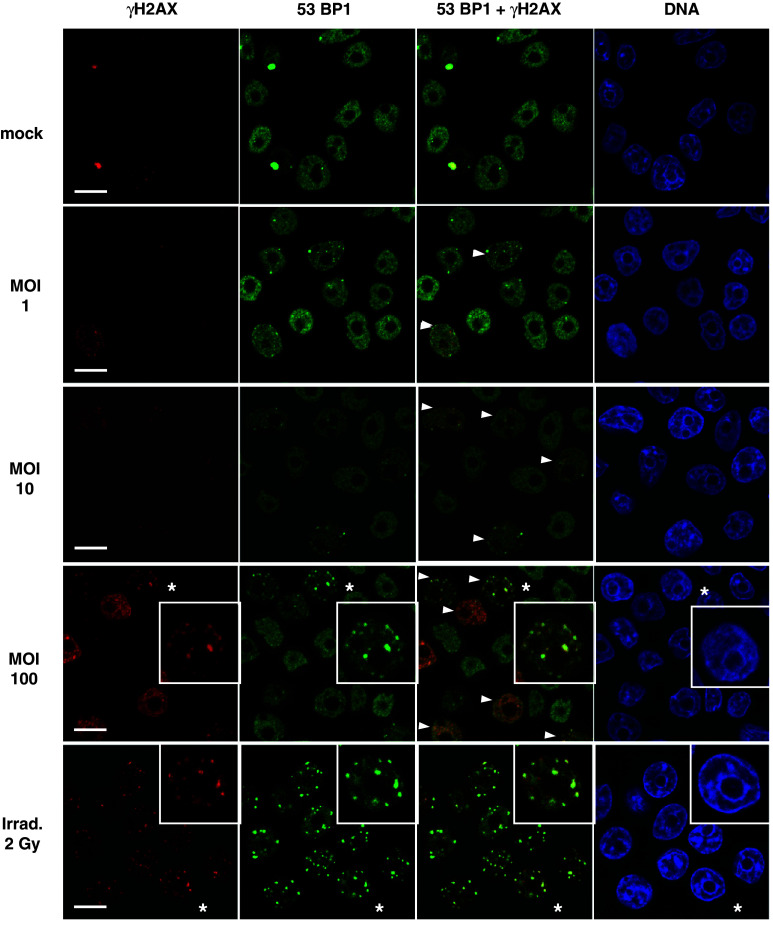 Fig. 3