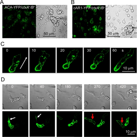 FIGURE 10: