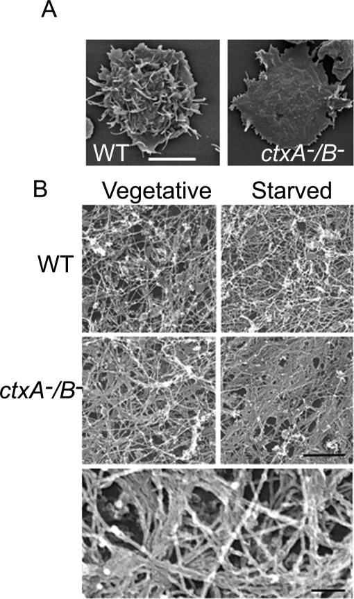 FIGURE 3: