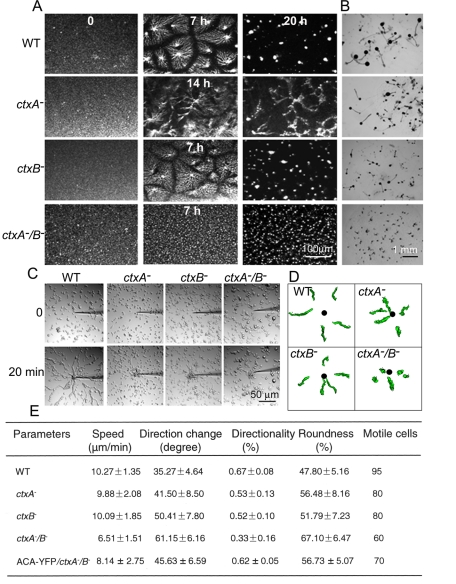 FIGURE 4: