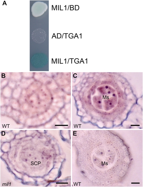 Figure 9.